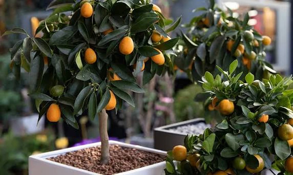 Old Favourites Versus Modern Cultivars: A Nursery Specialist Comparison of Fruit Trees for Sale